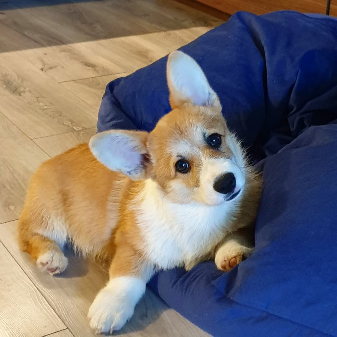 pufy.pl